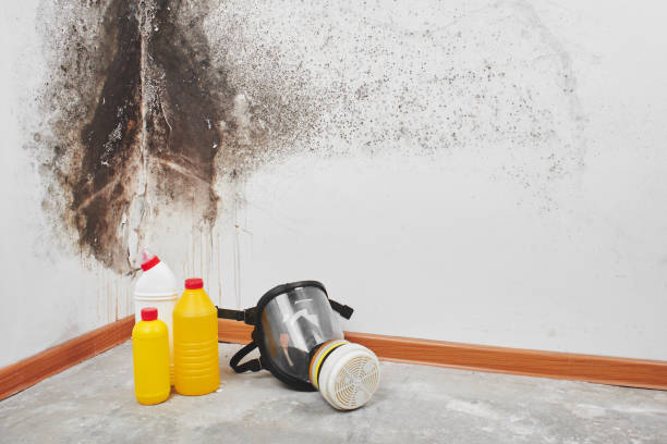 Trusted Wilsonville, AL Mold Remediation Experts