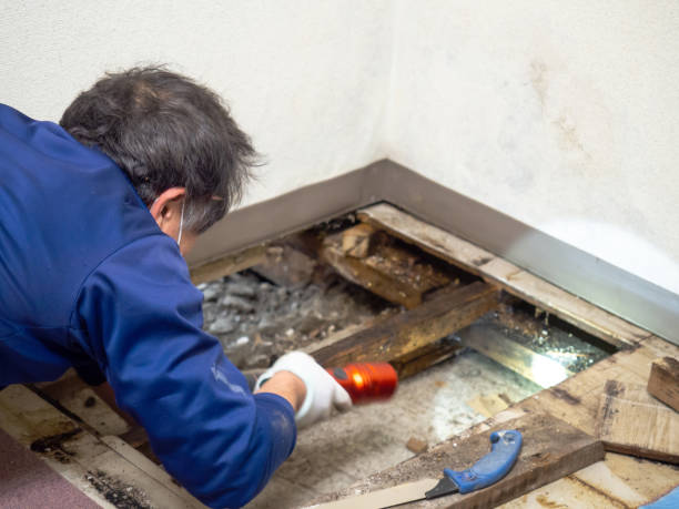 Best Attic Mold Remediation in Wilsonville, AL