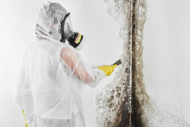 Best Mold Remediation for Specific Building Types in Wilsonville, AL