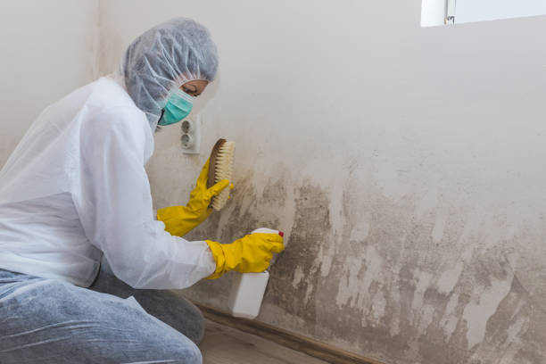 Best Bathroom Mold Remediation in Wilsonville, AL