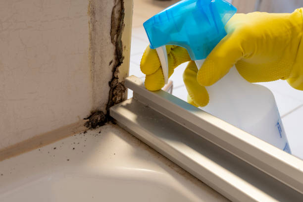 Best Insurance-Related Mold Remediation in Wilsonville, AL